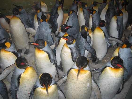 アドベンチャーワールド_ペンギン