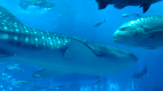 美ら海水族館